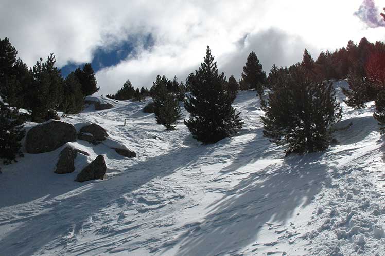 Bosque del inicio