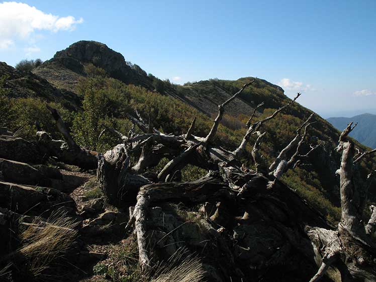 Árbol muerto