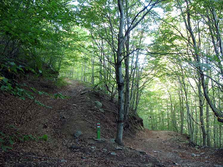 Camino por el bosque