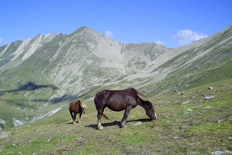 Caballo pasturando