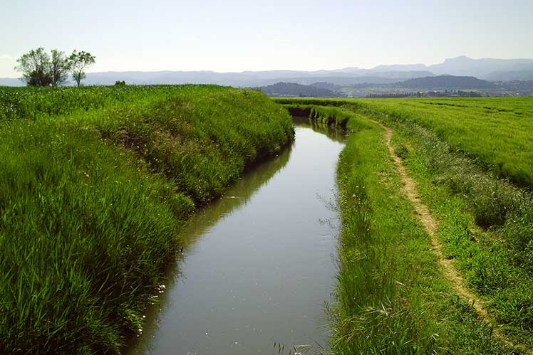 El Montcau al fons